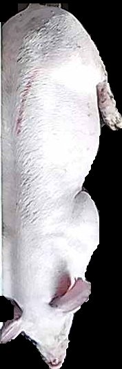 Crop