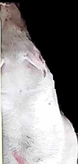 Crop
