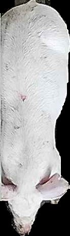Crop