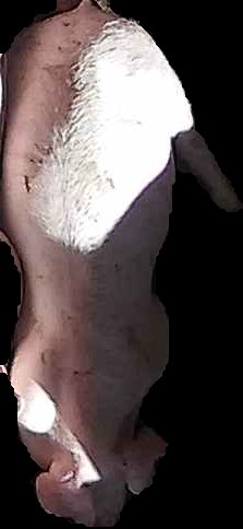 Crop