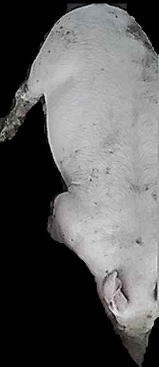 Crop