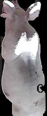 Crop