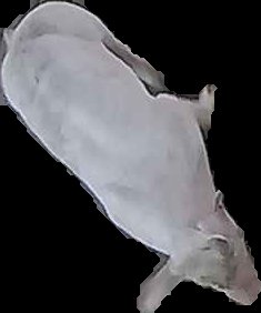 Crop
