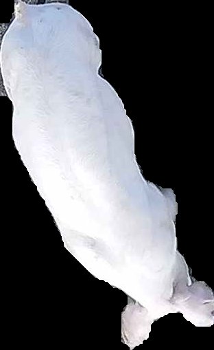 Crop