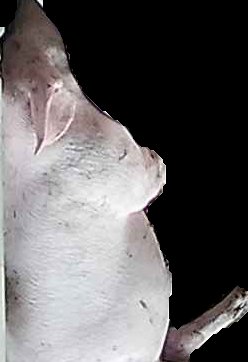 Crop