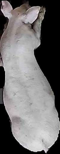 Crop