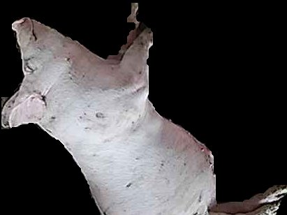 Crop