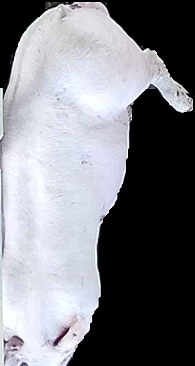 Crop