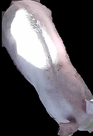 Crop