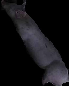 Crop