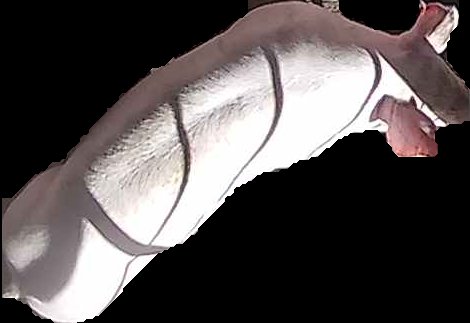 Crop