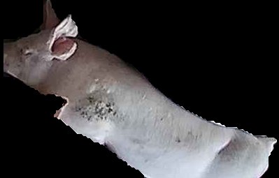 Crop