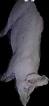 Crop