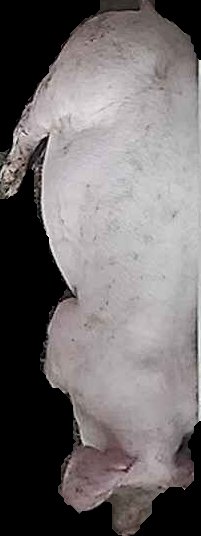 Crop