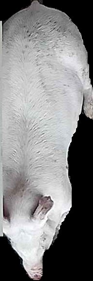 Crop