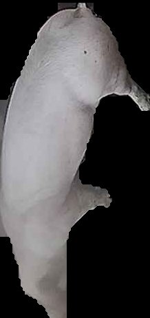 Crop