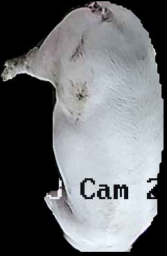 Crop