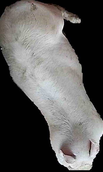 Crop