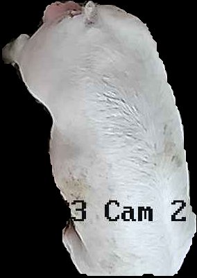 Crop