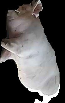 Crop