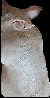 Crop