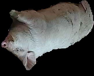Crop