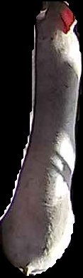 Crop