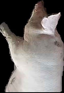 Crop