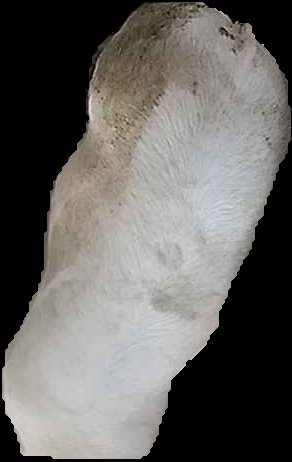 Crop