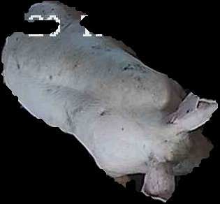 Crop