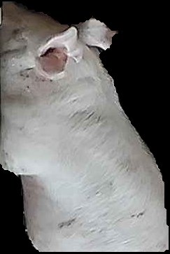 Crop