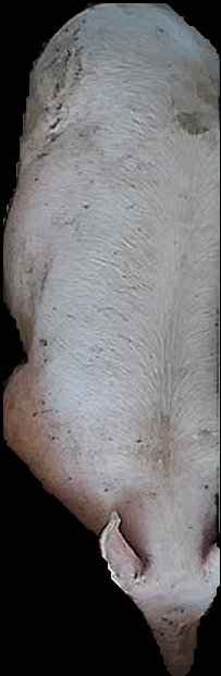 Crop