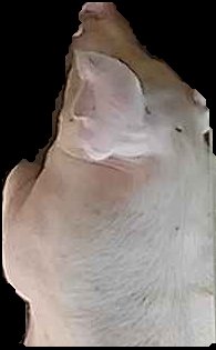 Crop