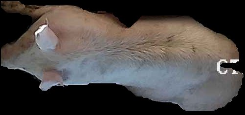 Crop