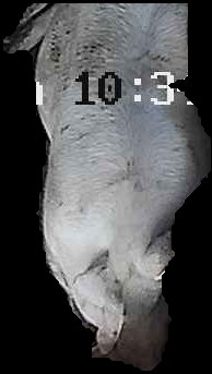 Crop