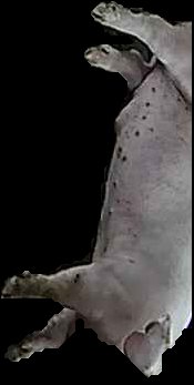 Crop