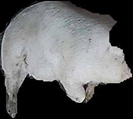 Crop