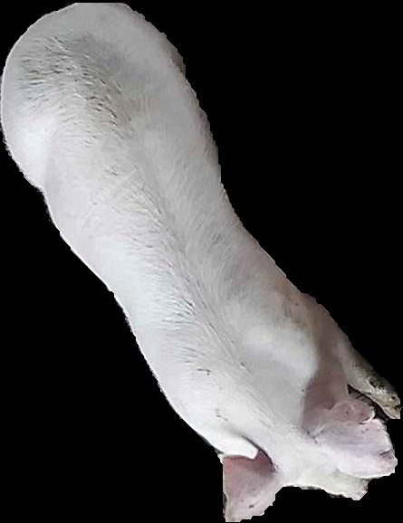 Crop