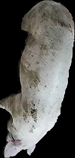 Crop