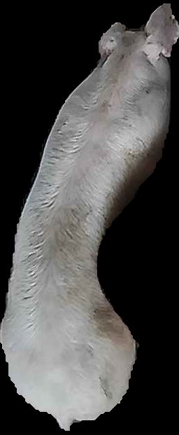 Crop