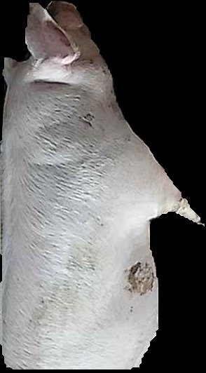 Crop