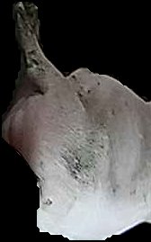 Crop