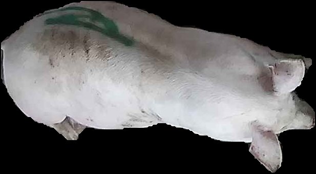 Crop