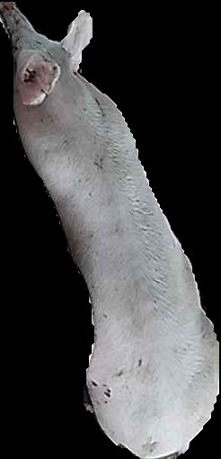 Crop