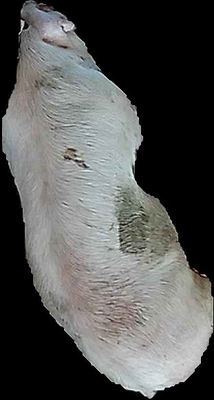 Crop