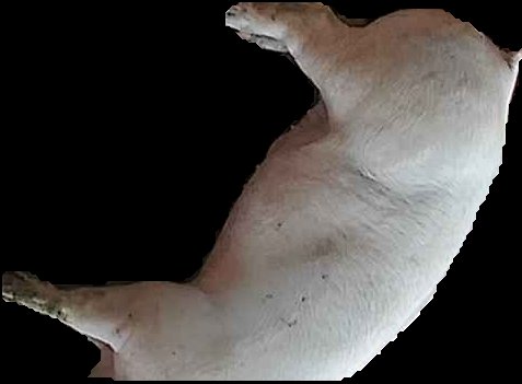 Crop