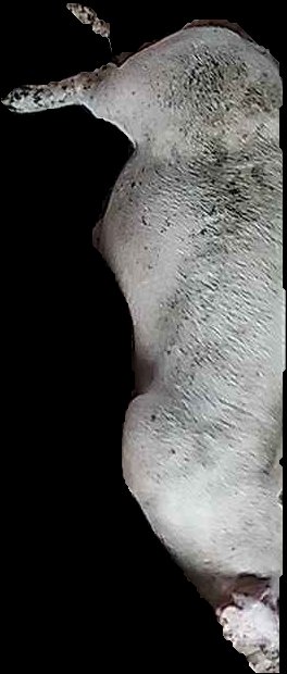 Crop