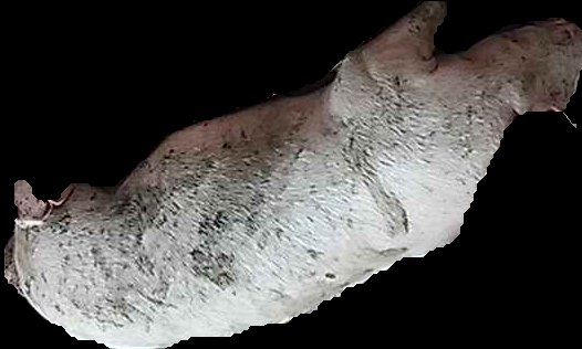 Crop