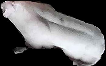 Crop