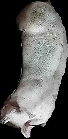 Crop